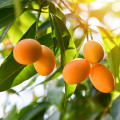 Mango Tree